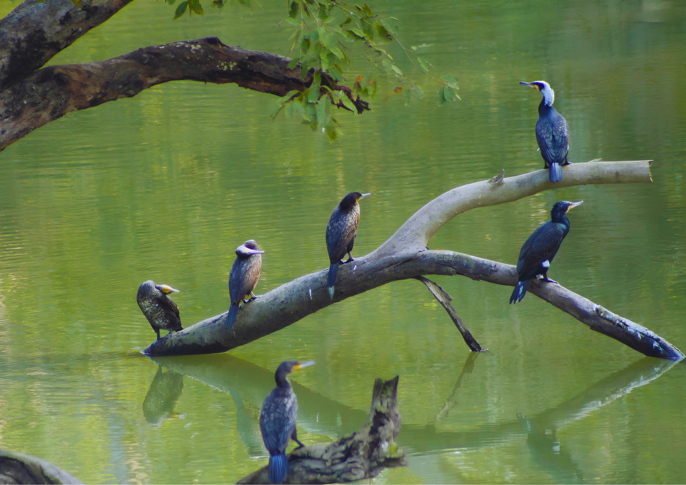 Different species of birds at Shuklaphanta National Park, Nepal — over 460 recorded species